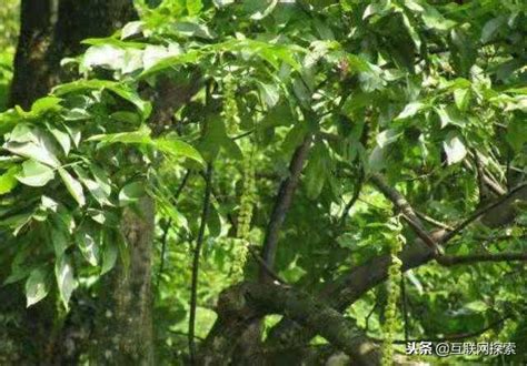 銅錢樹|山東潤康農業科技對青錢柳生物特性及栽培技術研究